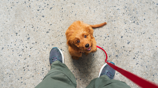 Safe Dog Training Collars in Australia: Humane Options for Effective Training