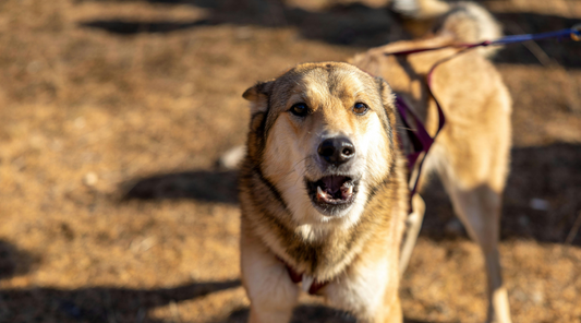 Best Bark Collars for Dogs: Top Picks for Safe & Effective Training